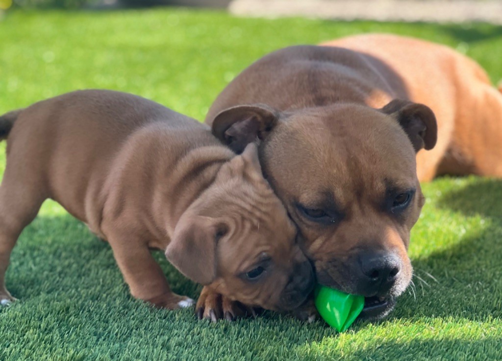 chiot Staffordshire Bull Terrier Du Rêve De Calineka