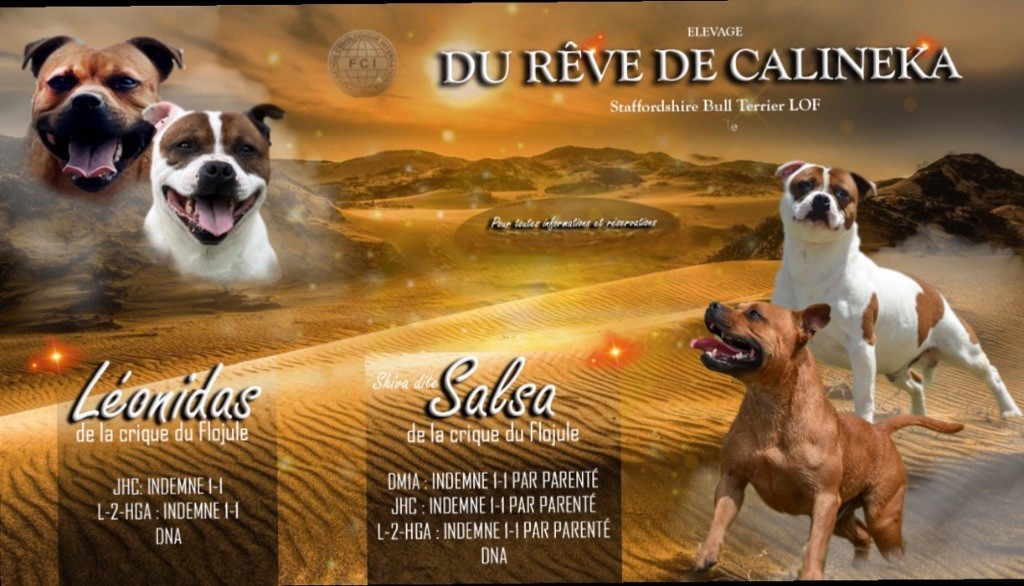 chiot Staffordshire Bull Terrier Du Rêve De Calineka