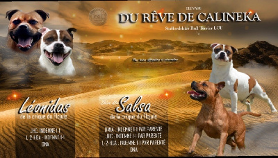 Du Rêve De Calineka - Staffordshire Bull Terrier - Portée née le 18/08/2024