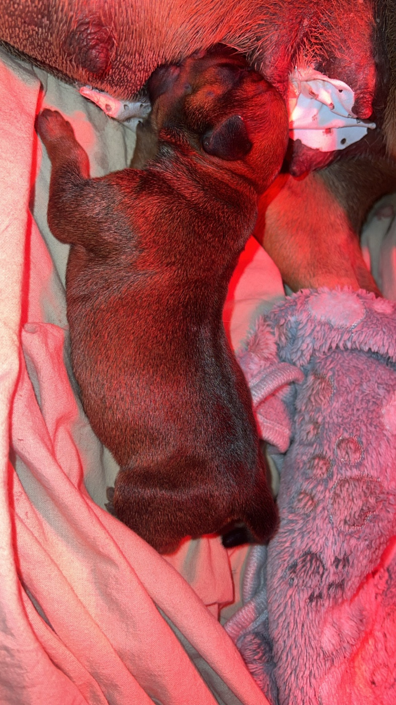 3 mâles disponibles