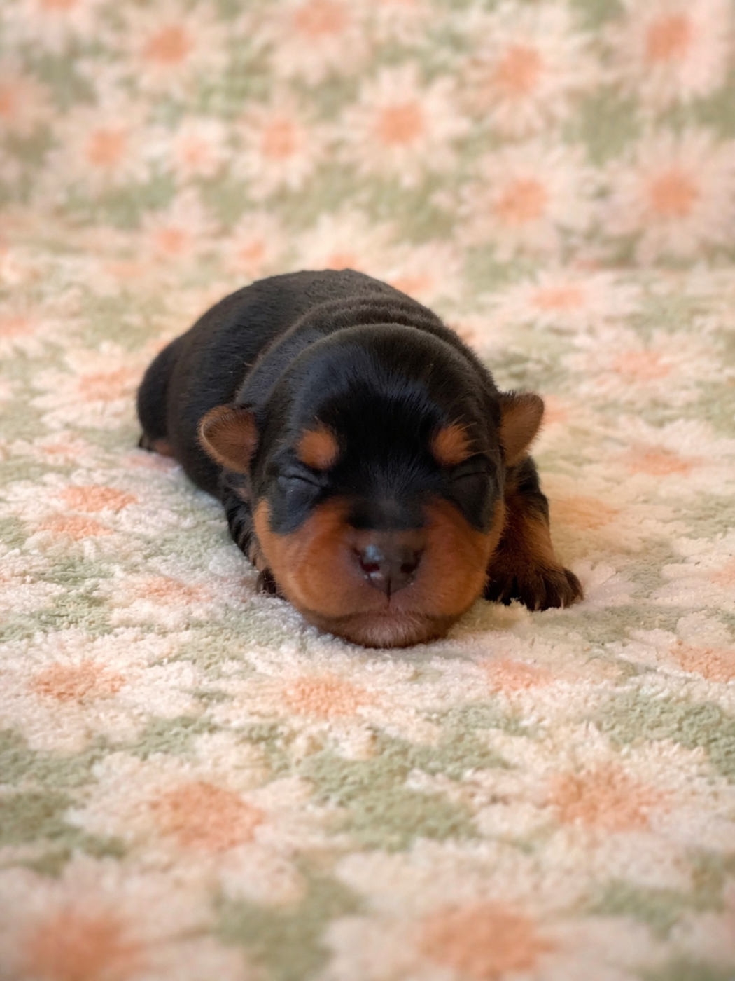 Mâles Yorkshire disponible