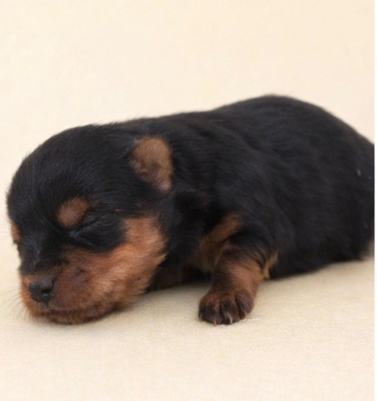 Du Rêve De Calineka - Chiots disponibles - Yorkshire Terrier