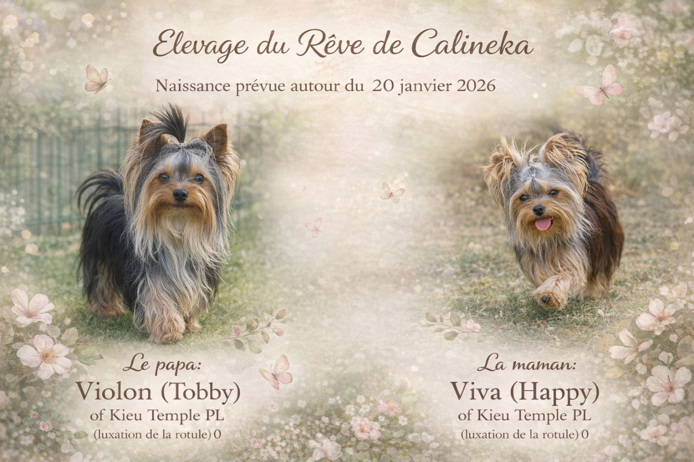 Chiot Yorkshire Terrier Du Rêve De Calineka