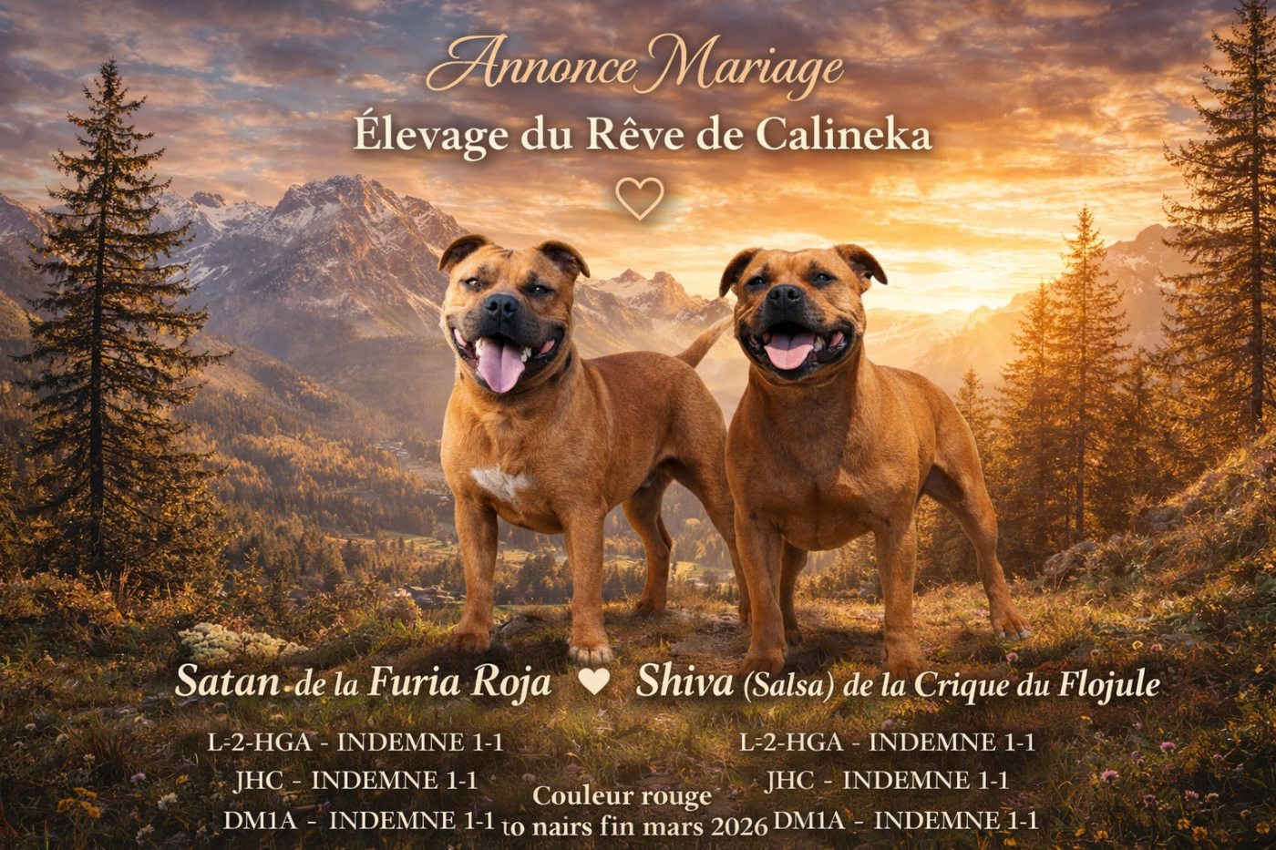 Chiot Staffordshire Bull Terrier Du Rêve De Calineka