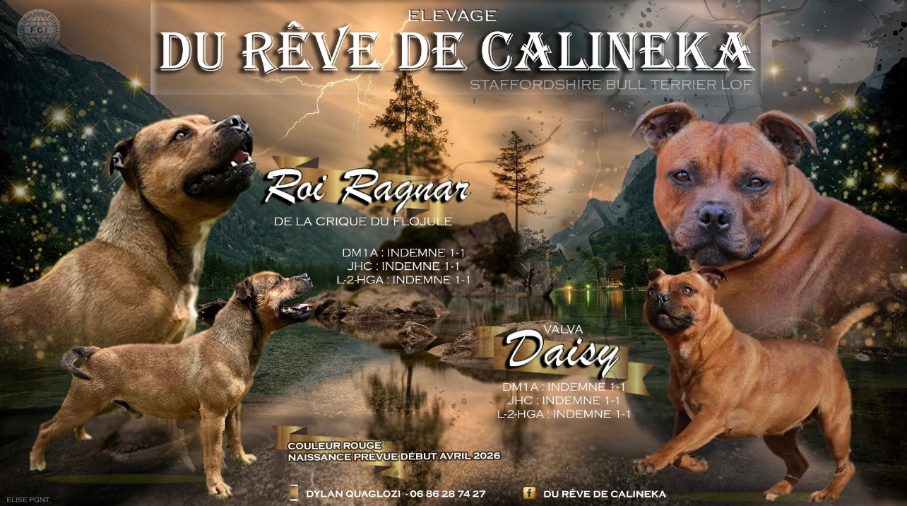 Chiot Staffordshire Bull Terrier Du Rêve De Calineka