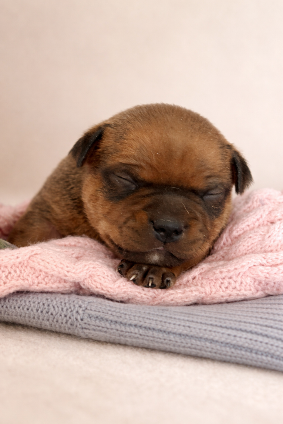 Du Rêve De Calineka - Chiots disponibles - Staffordshire Bull Terrier