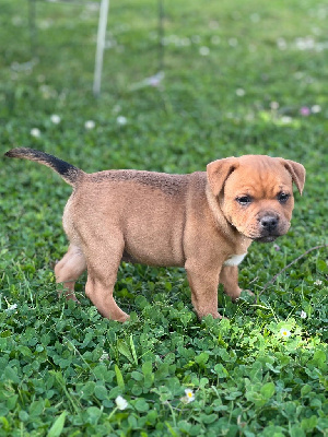 Arya